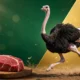 Kentucky ostrich farm alpha-gal beef substitute